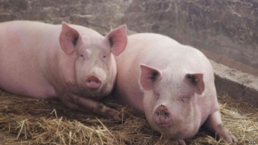 Зараженная чумой свинина не попадет на прилавки в Ставрополе