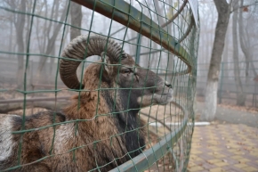 На зимний режим перевели обитателей ставропольского зоопарка