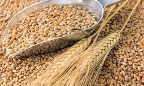 В 2019 году экспорт ставропольского зерна увеличился на треть
