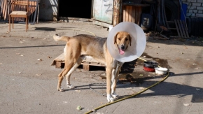 Общественный совет по безнадзорным животным создадут на Ставрополье