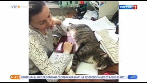 На федеральном канале «засветился» кот из администрации Невинномысска