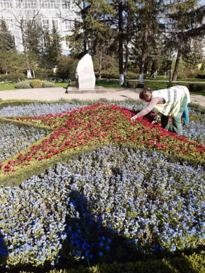750 тысяч однолетников и ковровых культур украсят цветники в Ставрополе