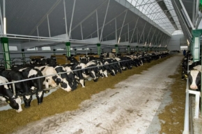 На предприятия по разведению молочного скота отправят ставропольских журналистов