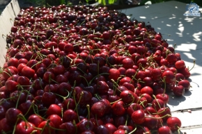 На 12% за год увеличился урожай вишни и черешни на Ставрополье