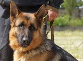 В Курском районе служебная собака помогла обнаружить тайник с наркотиками