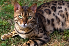 Новый дом бенгальскому коту нашли зооволонтеры в Железноводске