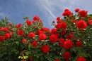 В Предгорье в следующем году зацветут более ста розовых кустов