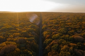 Две тысячи деревьев высадят на улицах и в лесах Ставрополя