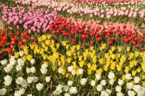 Карнавал тюльпанов пройдет весной в Пятигорске