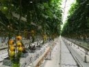 Более 24 тысяч тонн овощей произвели в теплицах Ставрополья с начала года