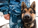 В гости к школьникам на Ставрополье пришли кинологи со служебными собаками