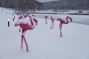 В Ставрополе «поселились» фламинго на Комсомольском озере