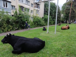 «Штрафстоянку» для коров и лошадей сделают в Кисловодске