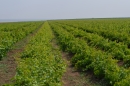 В Ставропольском крае виноградники появятся в каждом районе края