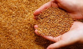 Завершено расследование уголовного дела о краже пшеницы в Апанасенковском районе
