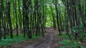 Более 7 тысяч деревьев высадили ставропольские озеленители в городских лесах