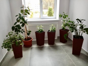 «Краснокнижные» растения активно восстанавливают в ставропольской школе