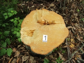 По факту незаконной рубки лесных насаждений в Ставропольском крае возбуждено уголовное дело