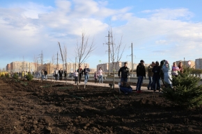 11 тысяч деревьев высадят в Ставрополе в рамках акции