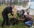 400 саженцев деревьев высадили на внутриквартальных территориях Ставрополя