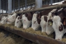 Мясное скотоводство Ставропольского края получит поддержку