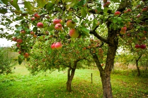 В Предгорье заложены более 140 га яблоневых садов